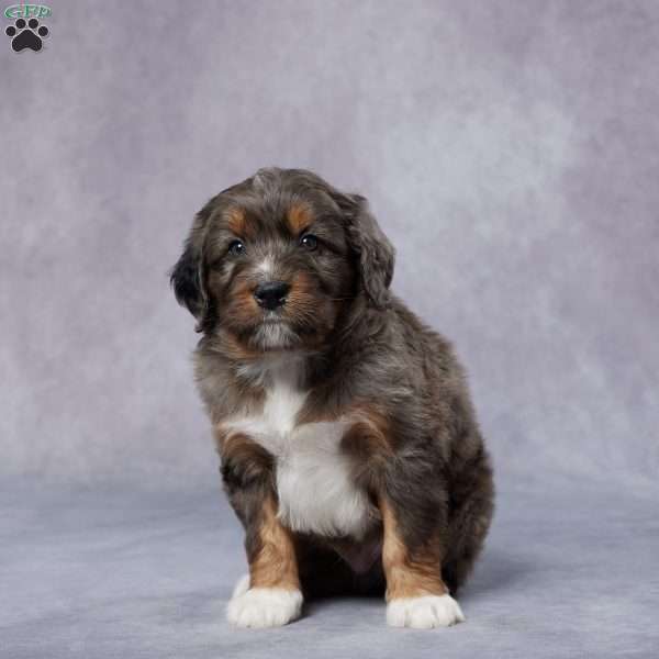 Dane, Mini Bernedoodle Puppy